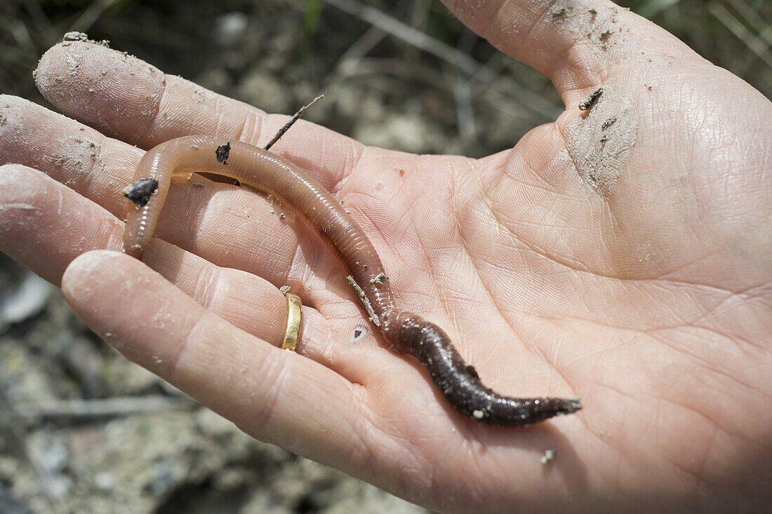 Earthworm on human hand, close-up