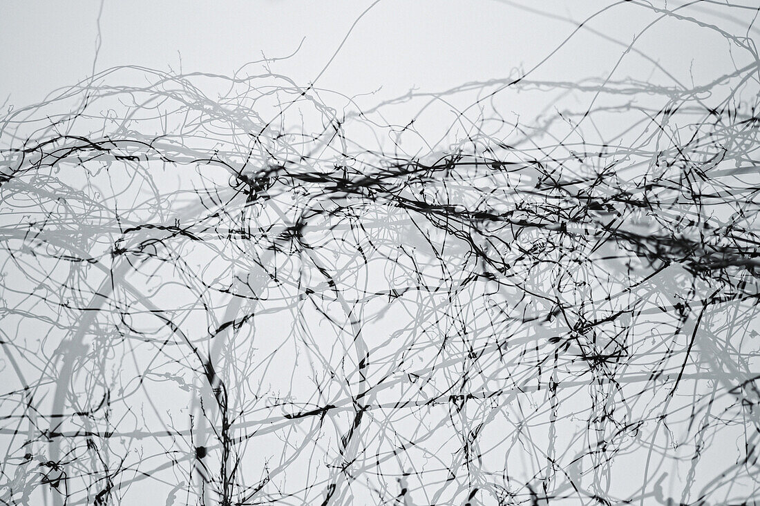Double exposure of barbed Wire
