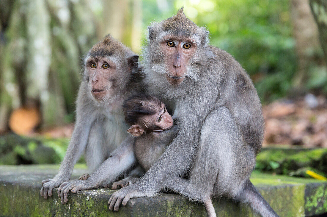 Monkeys with young, Ubud Monkey Forest, Ubud, Gianyar, Bali, Indonesia