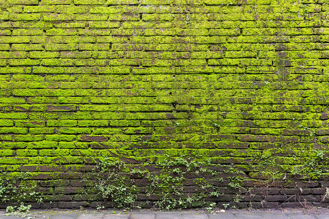 Moss-grown wall, Ubud, Gianyar, Bali, Indonesia
