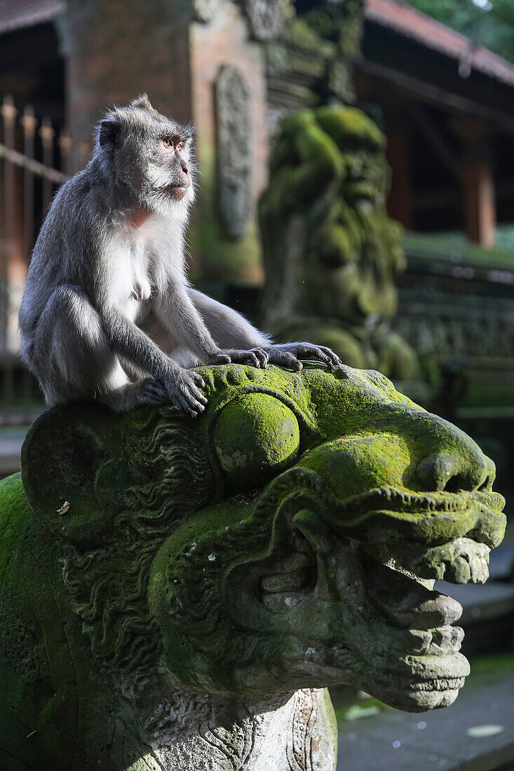 Affe auf einer Statue, Affenwald von Ubud, Ubud, Gianyar, Bali, Indonesien