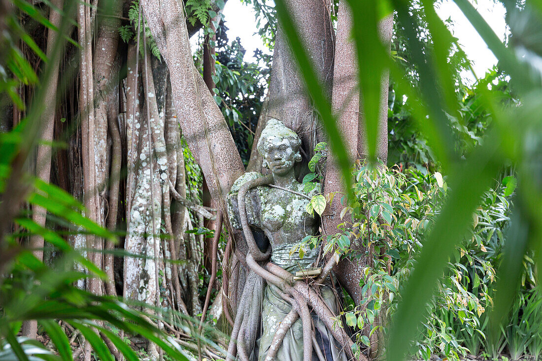 Stone figure entwined in roots, garden of the art museum Puri Lukisan, Ubud, Gianyar, Bali, Indonesia