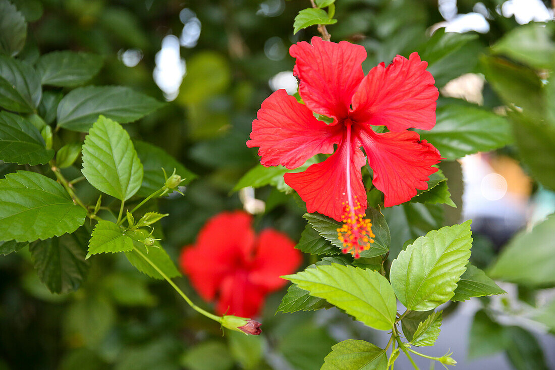 Hibiscus flower, Ubud, Gianyar, Bali, Indonesia