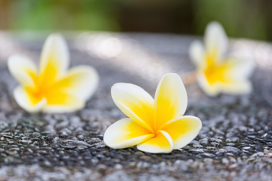 Frangipani blossoms, Ubud, Gianyar, Bali, Indonesia