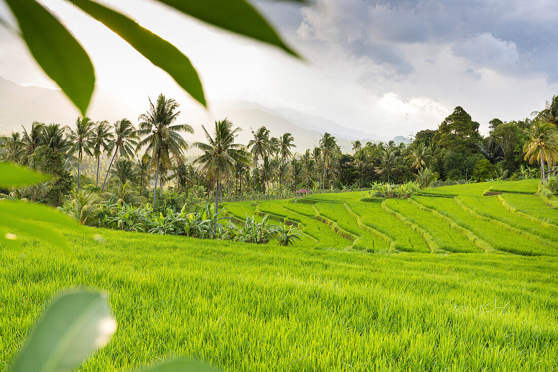 Reisterrassen, Mayong, Seririt, Buleleng, Indonesien