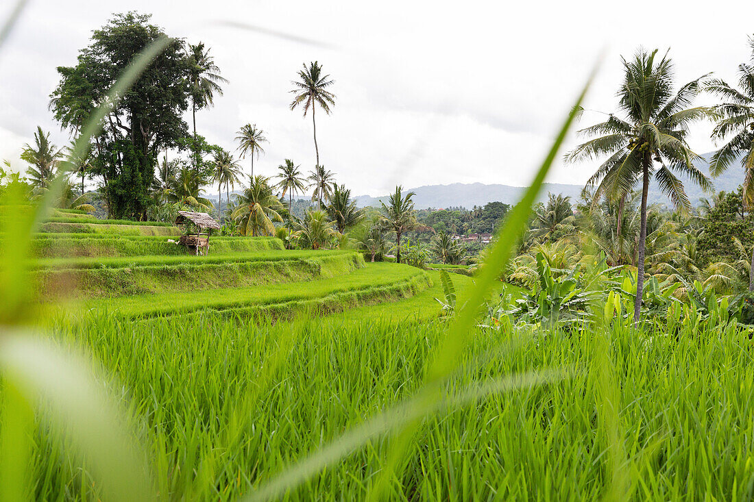 Reisterrassen, Mayong, Seririt, Buleleng, Indonesien