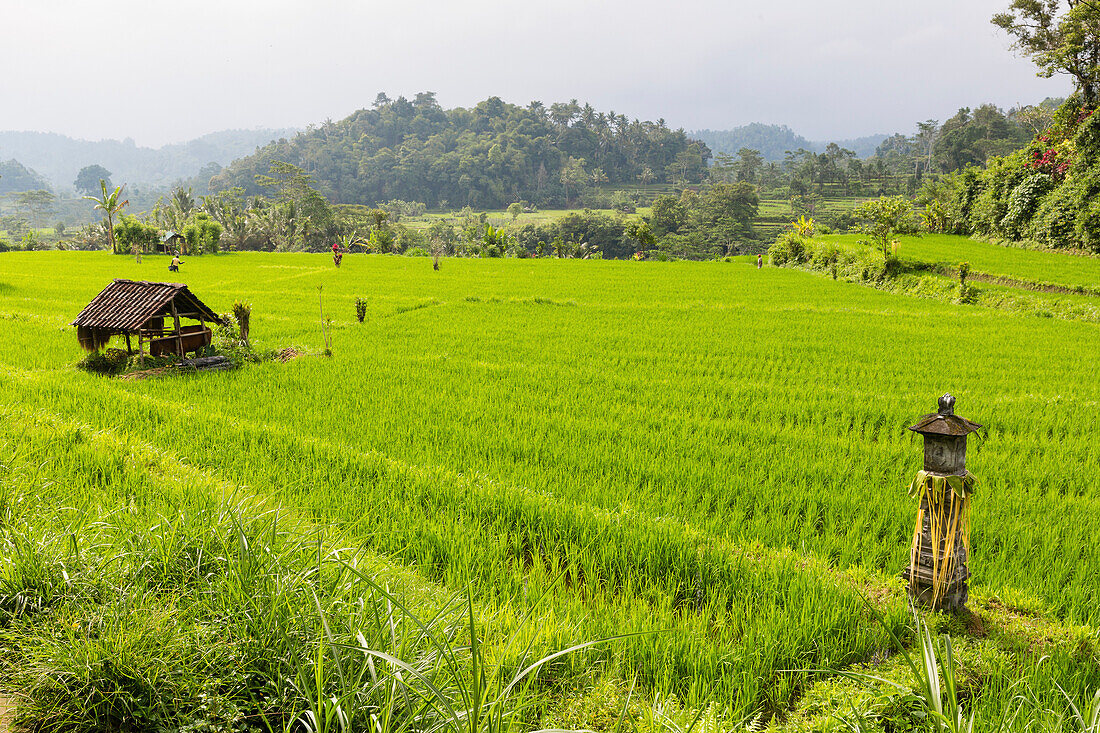 Shrine between paddy fields, Iseh, Sidemen, Bali, Indonesia