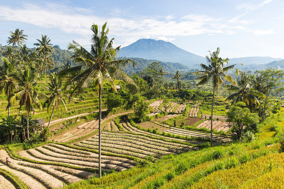 View over rice terraces, Gunung Agung in background, Sidemen, Bali, Indonesia