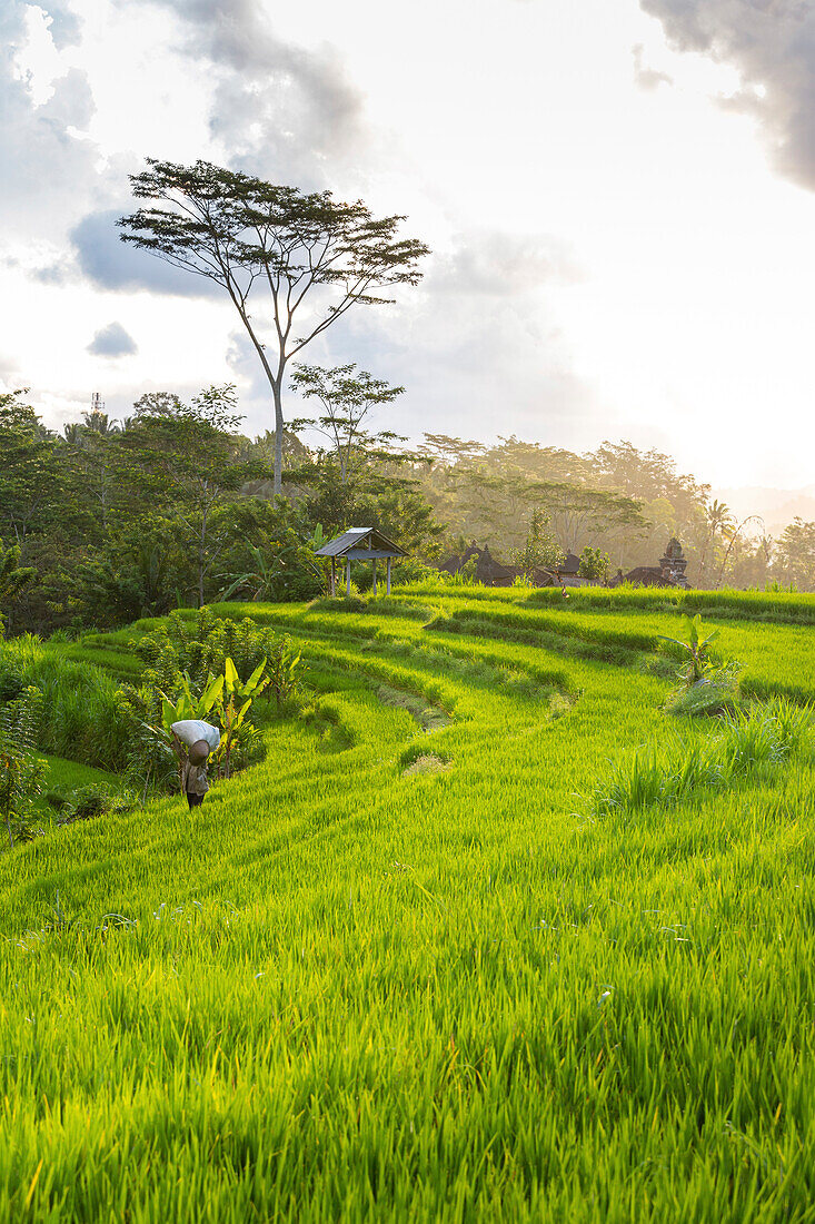 Reisterrassen, Sidemen, Bali, Indonesien