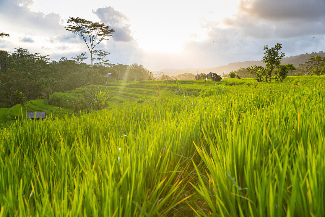 Reisterrassen, Sidemen, Bali, Indonesien