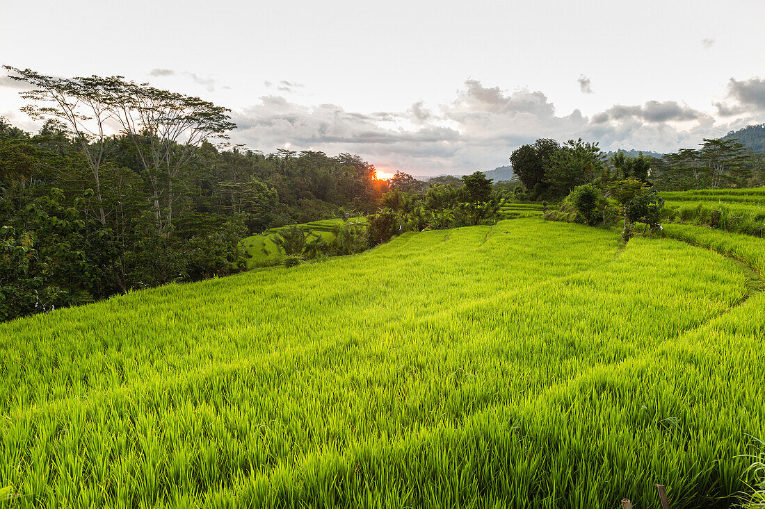 Reisterrassen, Sidemen, Bali, Indonesien