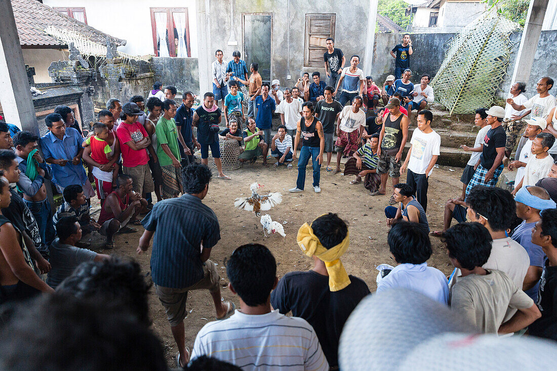 Hahnenkampf anlässlich eines religiösen Festes, bei Sidemen, Bali, Indonesien