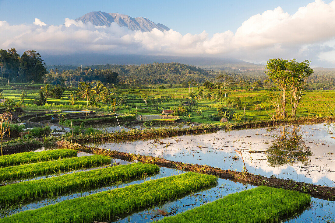 Tropical scenery with paddy fields, Gunung Agung, near Sidemen, Bali, Indonesia