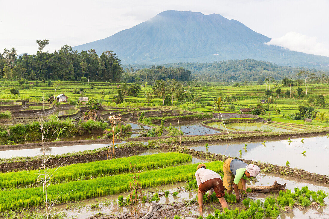 Bauern bei der Feldarbeit in einem Reisfeld, Gunung Agung, Sidemen, Bali, Indonesien