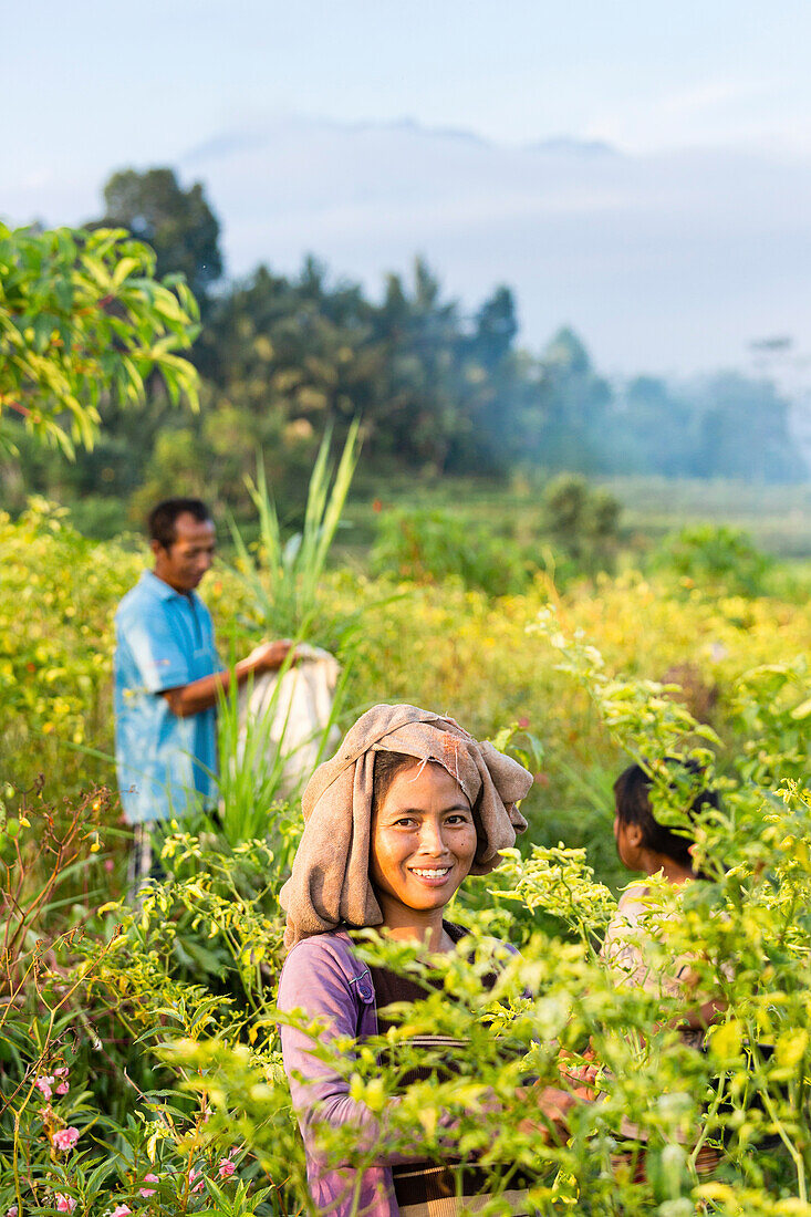 Bauern bei der Chiliernte, Sidemen, Bali, Indonesien