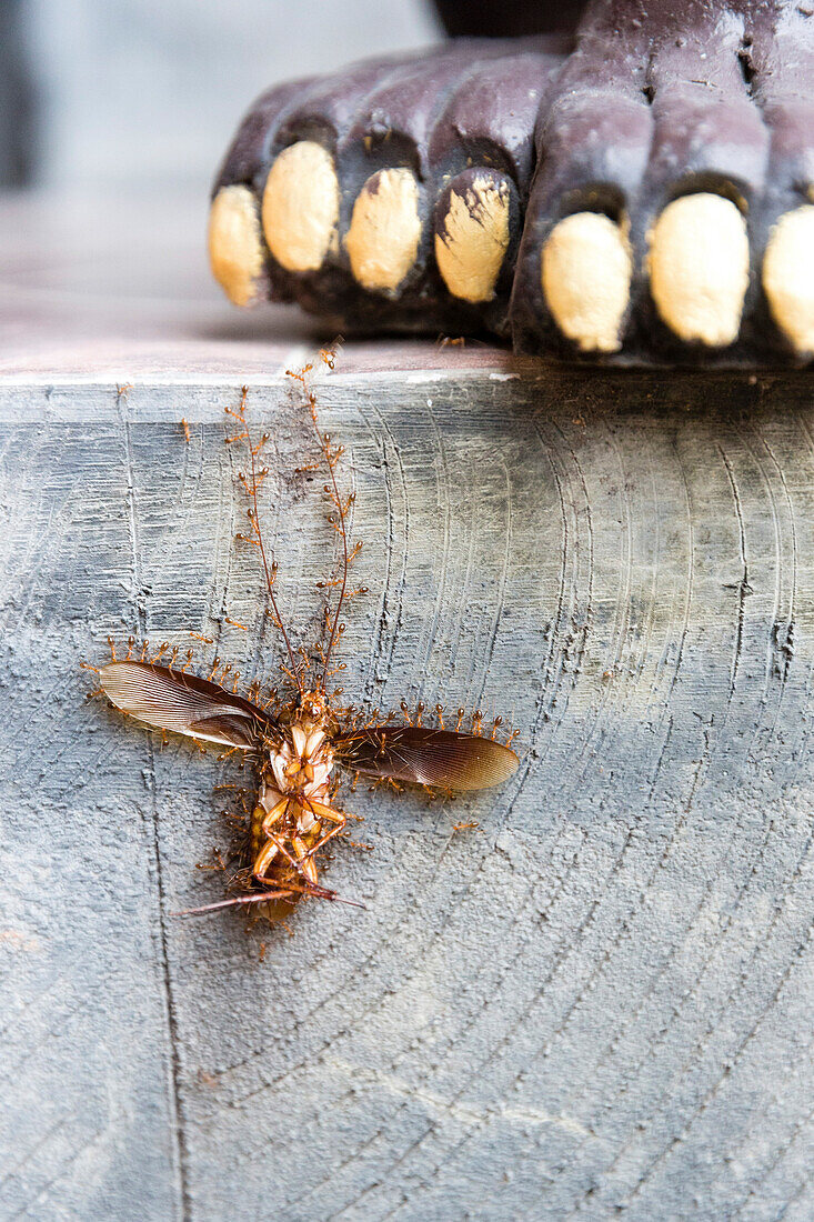 Ameisen transportieren tote Kakerlake, Padang Bai, Bali, Indonesien