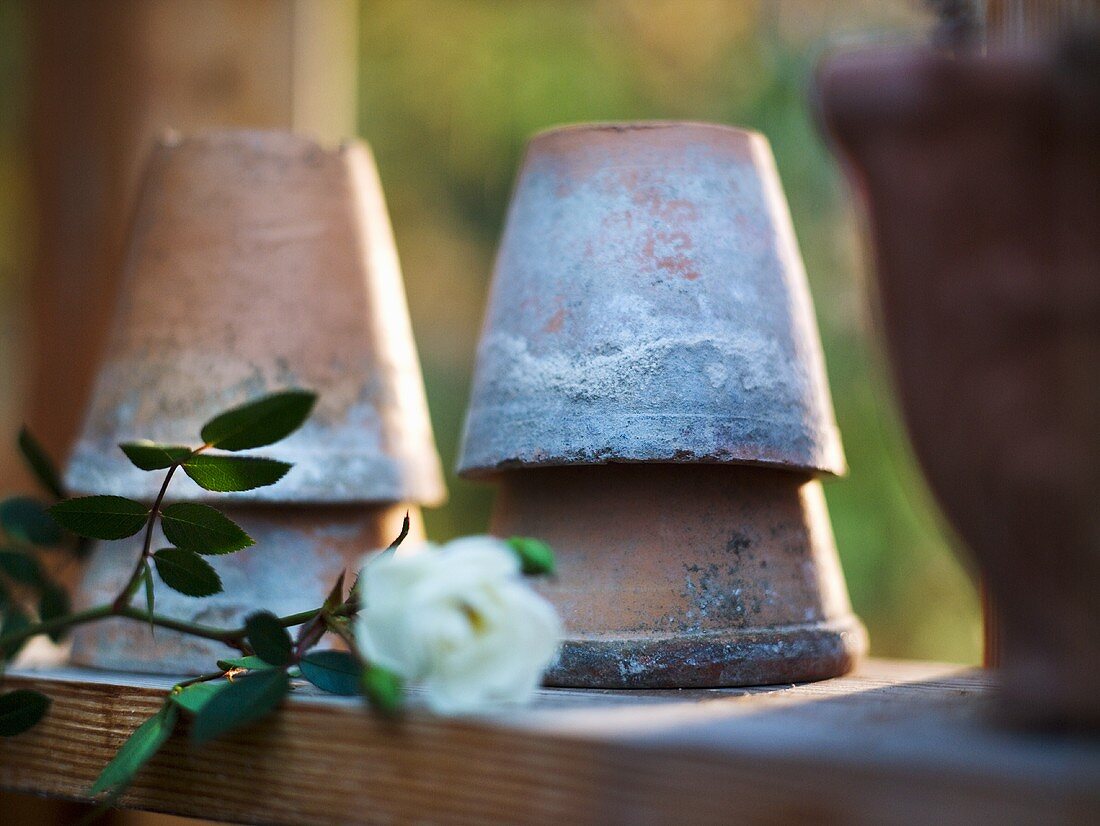 Flower pots on a shelf