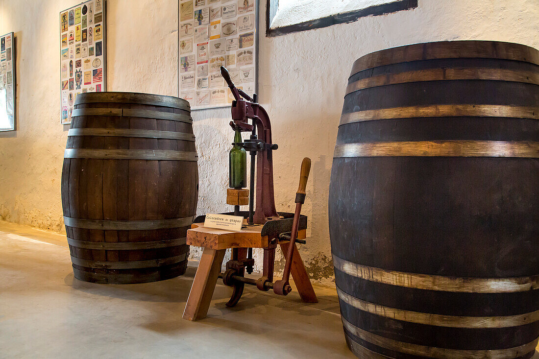 Wine barrels, museum El Grifo, wine region La Geria, Lanzarote, Canary Islands, Spain