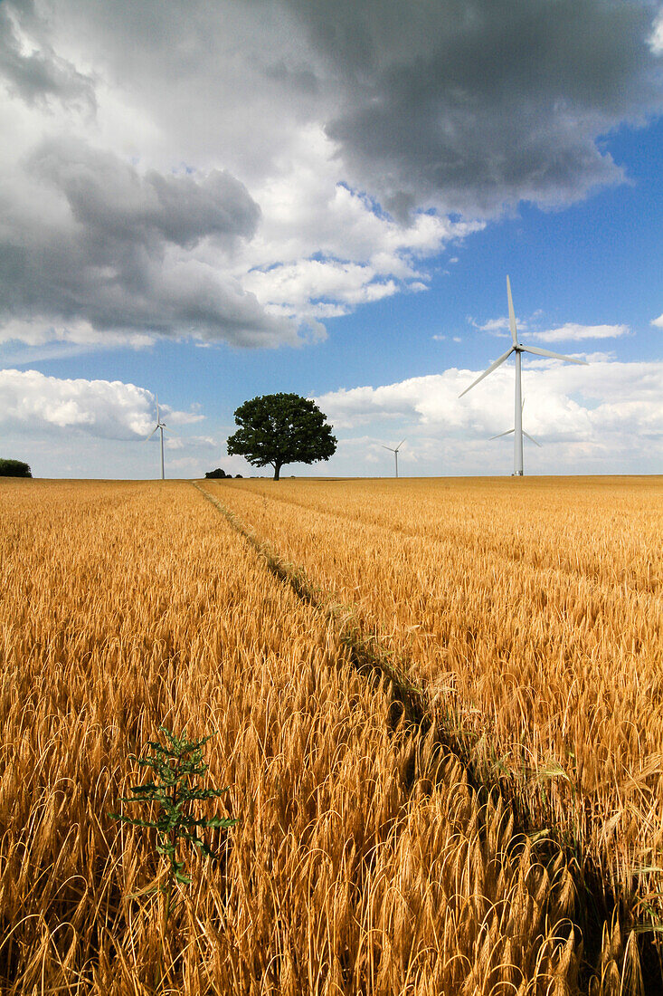 Getreidefeld in Gettorf, Rendsburg-Eckernförde, Schleswig-Holstein, Deutschland