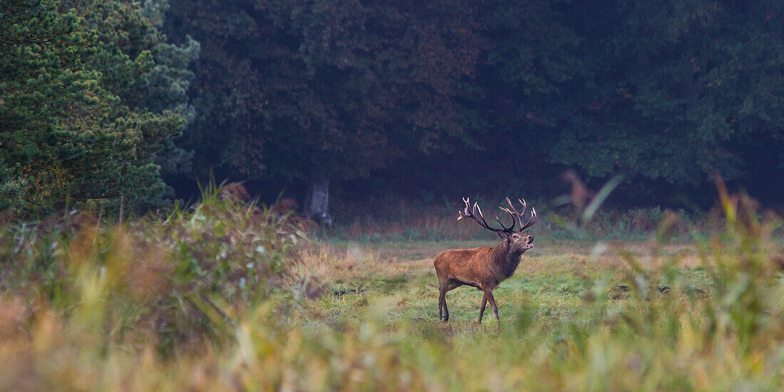 Red deer, Darss, National park Vorpommersche Boddenlandschaft, Baltic sea, Mecklenburg-Vorpommern, Germany