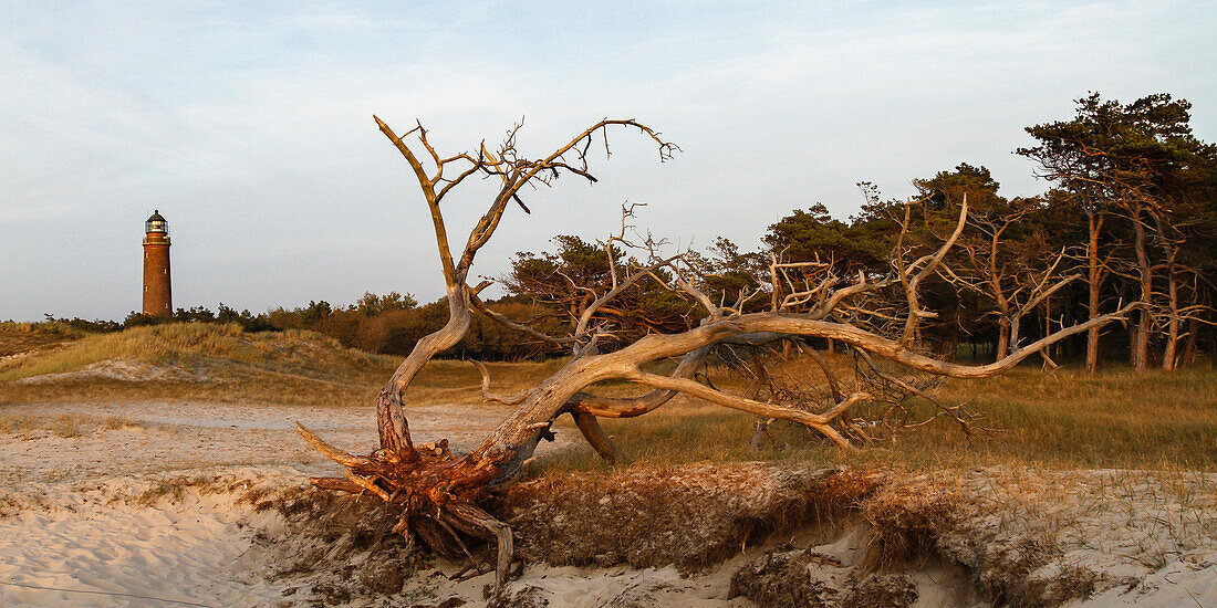 West beach, Darss, National park Vorpommersche Boddenlandschaft, Baltic sea, Mecklenburg-Vorpommern, Germany