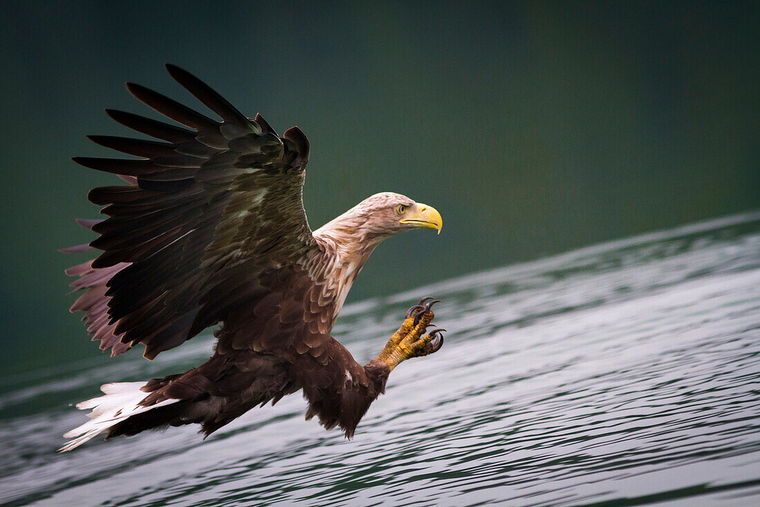 Seeadler (Haliaeetus albicilla), Feldberger Seenlandschaft, Mecklenburgische Seenplatte, Mecklenburg-Vorpommern, Deutschland