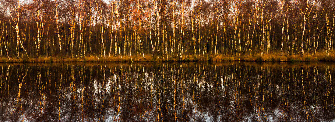 Katenhofer moor, Daenischer Wohld, Rendsburg-Eckernfoerde, Schleswig-Holstein, Germany