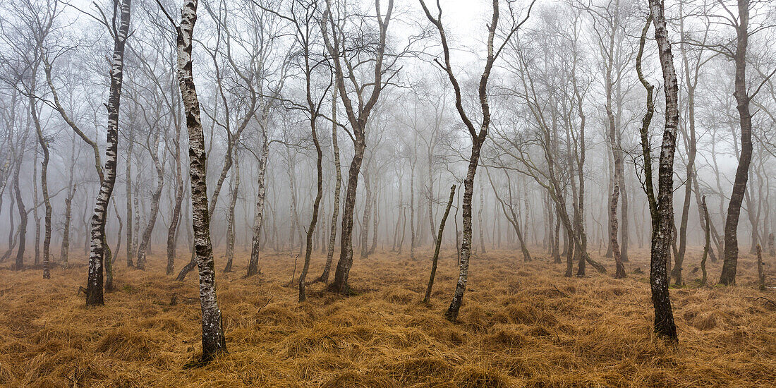 Katenhofer moor, Daenischer Wohld, Rendsburg-Eckernfoerde, Schleswig-Holstein, Germany