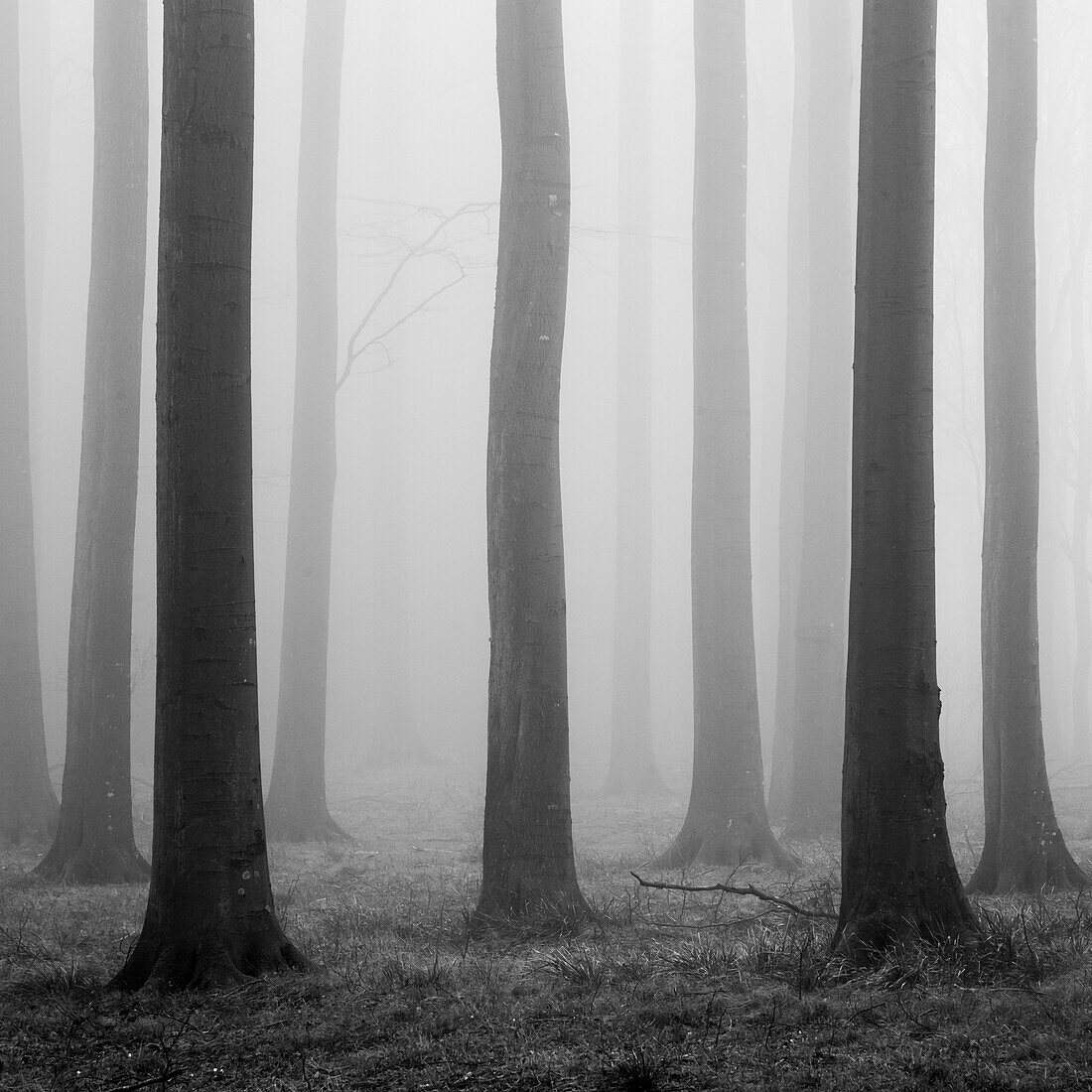 Katenhofer moor, Daenischer Wohld, Rendsburg-Eckernfoerde, Schleswig-Holstein, Germany