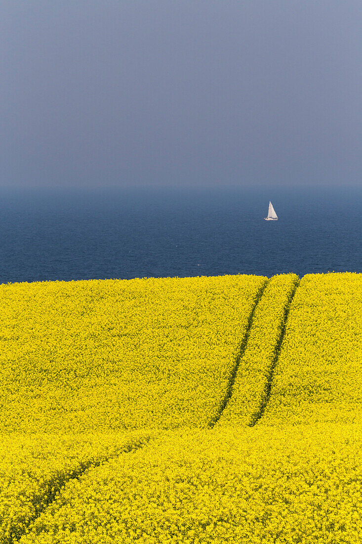 Rape field in blossom at the Baltic Sea, Schwedeneck, Daenischer Wohld, Rendsburg-Eckernfoerde, Schleswig-Holstein, Germany