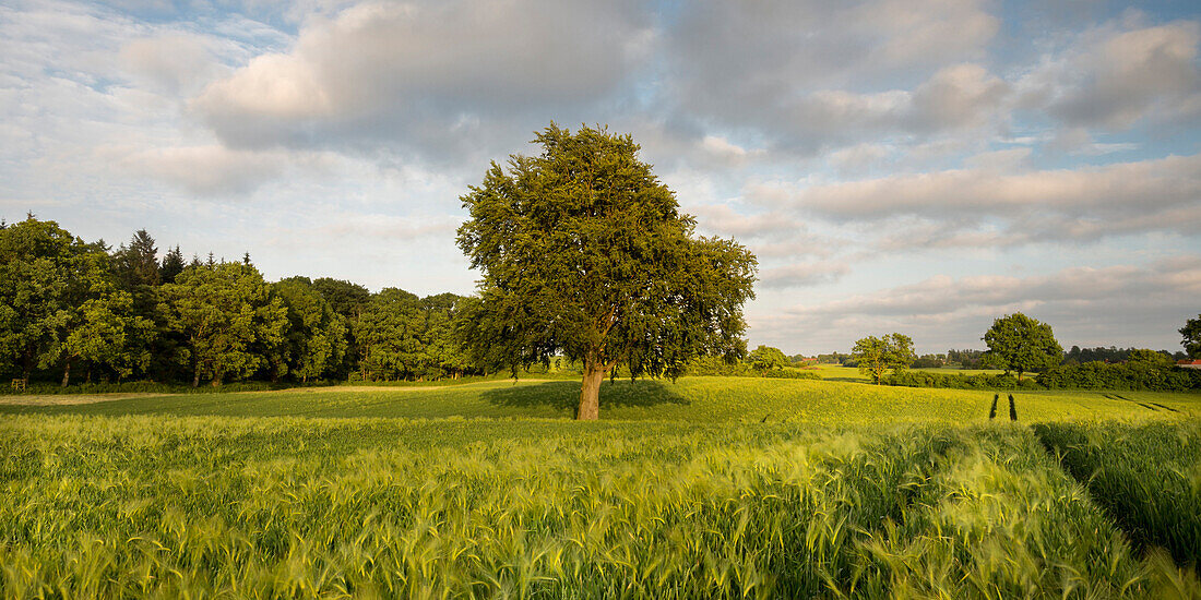 Feld in der Nähe von Schnellmark, Eckernförde, Rendsburg-Eckernförde, Schleswig-Holstein, Deutschland