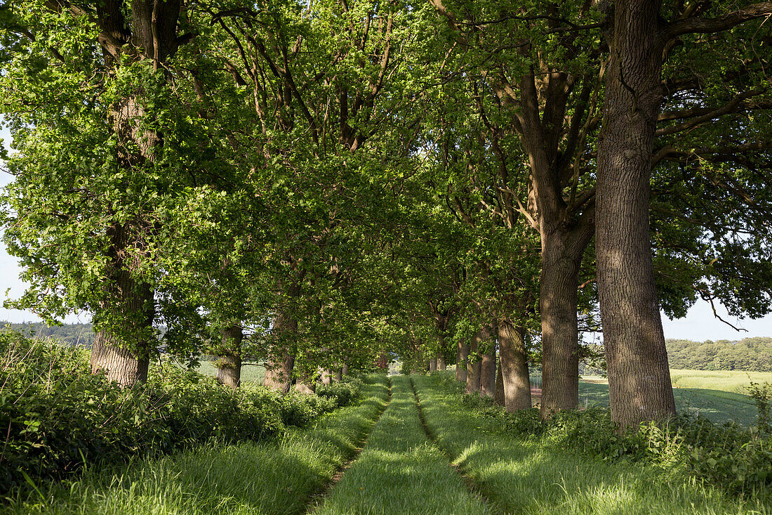 Feldweg, Altenhof, Eckernförde, Rendsburg-Eckernförde, Schleswig-Holstein, Deutschland