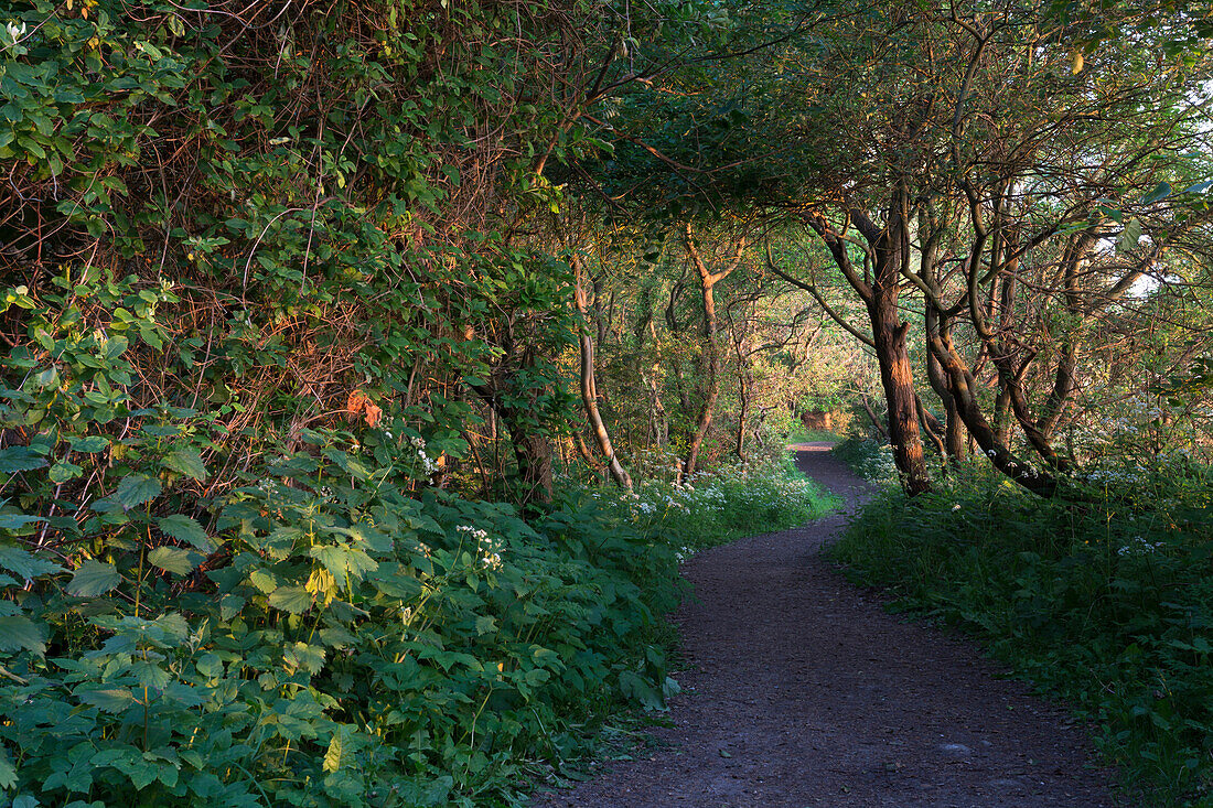 Landschaft bei Bülk, Kieler Förde, Ostsee, Strande, Kiel, Schleswig-Holstein, Deutschland