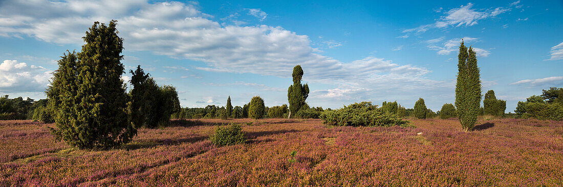 Heideblüte, Wilsede, Bispingen, Naturpark Lüneburger Heide, Niedersachsen, Deutschland