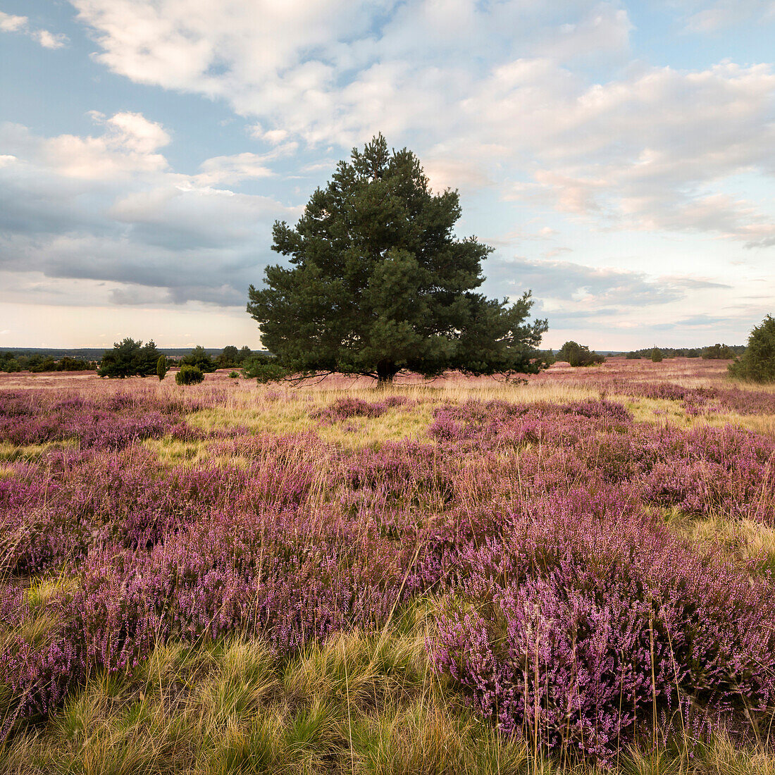 Heather in blossom, Wilsede, Bispingen, Lueneburger Heide Nature Park, Niedersachsen, Germany