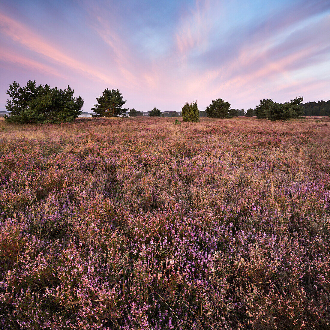 Heideblüte, Wilsede, Bispingen,  Naturpark Lüneburger Heide, Niedersachsen, Deutschland