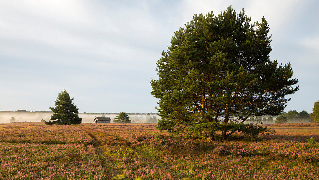 Heather in blossom, Wilsede, Bispingen, Lueneburger Heide Nature Park, Niedersachsen, Germany