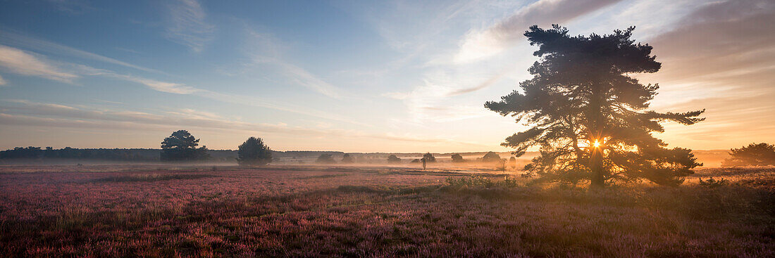 Heather in blossom, Wilsede, Bispingen, Lueneburger Heide Nature Park, Niedersachsen, Germany