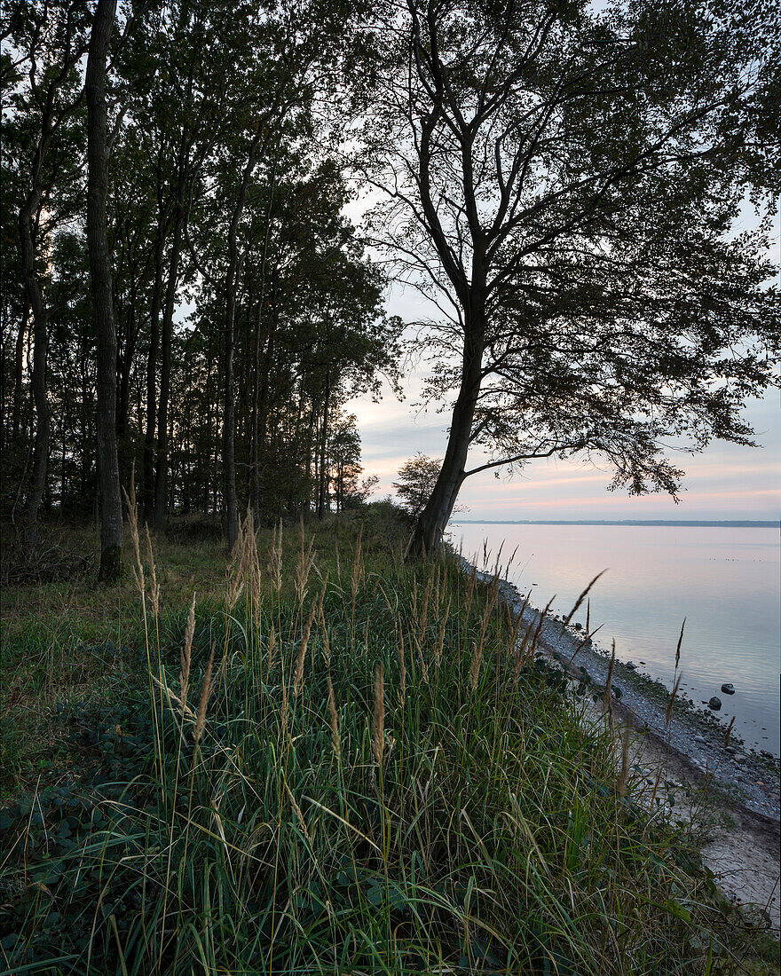 Küstenlandschaft im Abendlicht, Noer, Eckernförder Bucht, Ostsee, Rendsburg-Eckernförde, Schleswig-Holstein, Deutschland