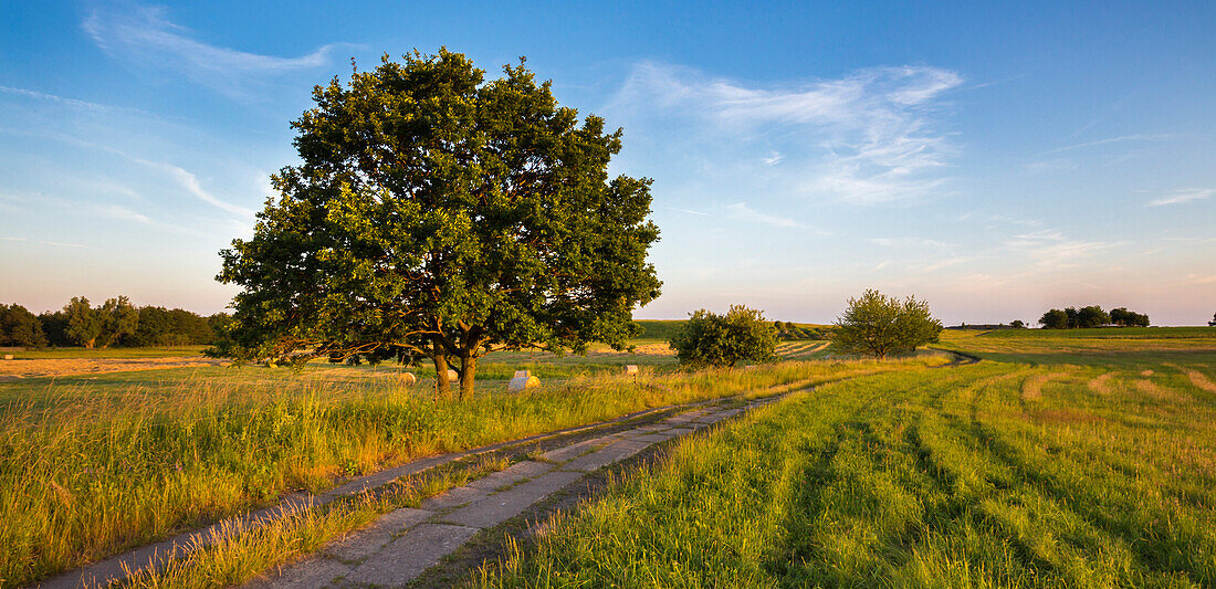 Landscape, Usedom, Mecklenburg-Vorpommern, Germany