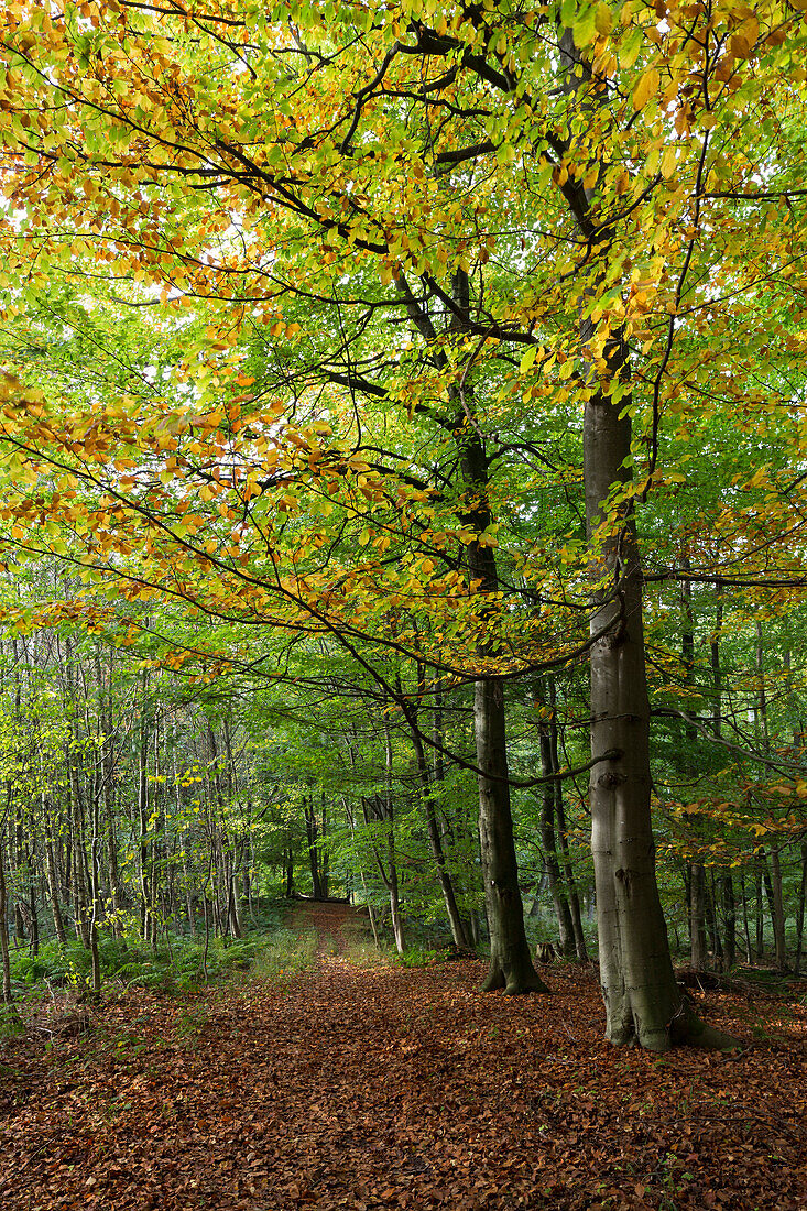 Katenhofer Moor, Daenischer Wohld, Rendsburg-Eckernfoerde, Schleswig-Holstein, Germany