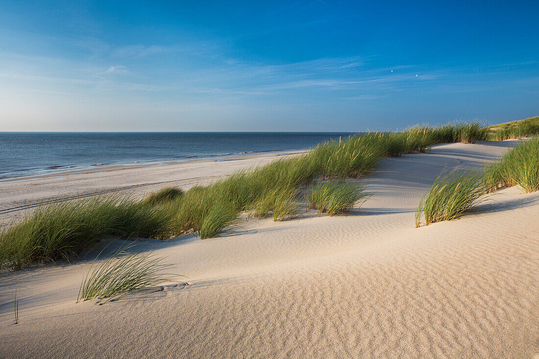Sanddunes on Sylt, North sea, Nordfriesland, Schleswig-Holstein, Germany