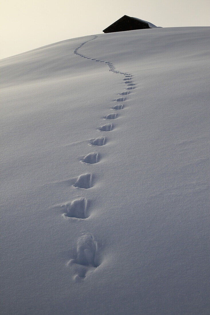 Footprints leading up to cabin