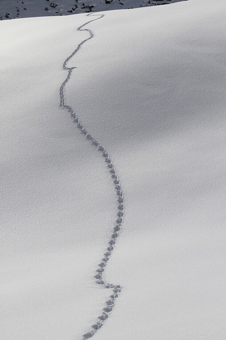 Pattern of footprints on snow