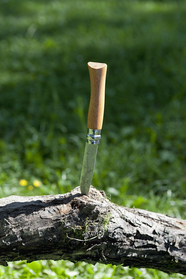 A pocket knife wedged into a tree branch