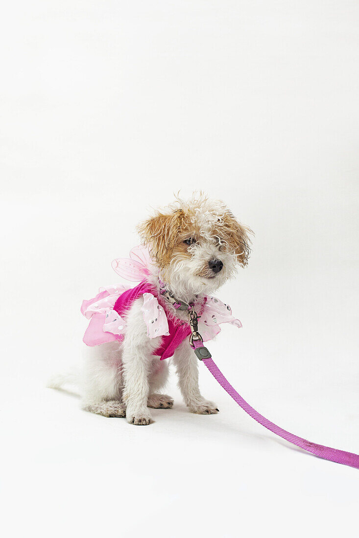 A mixed breed dog wearing a pink fairy costume