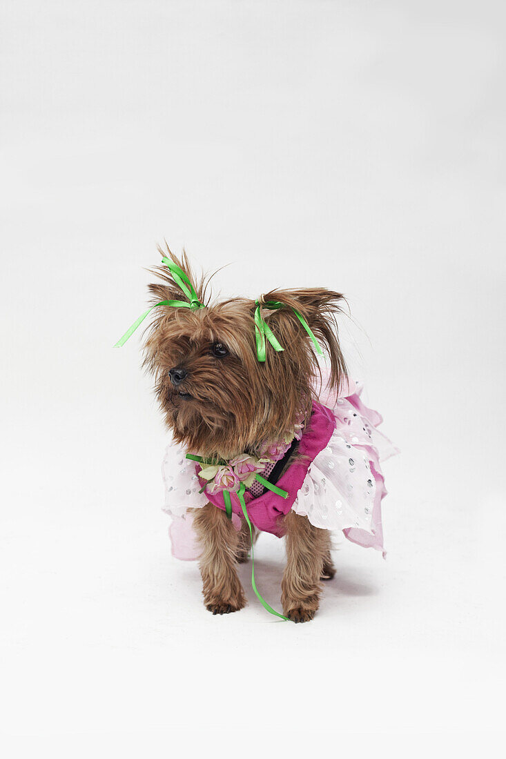 A Yorkshire Terrier wearing a pink fairy costume
