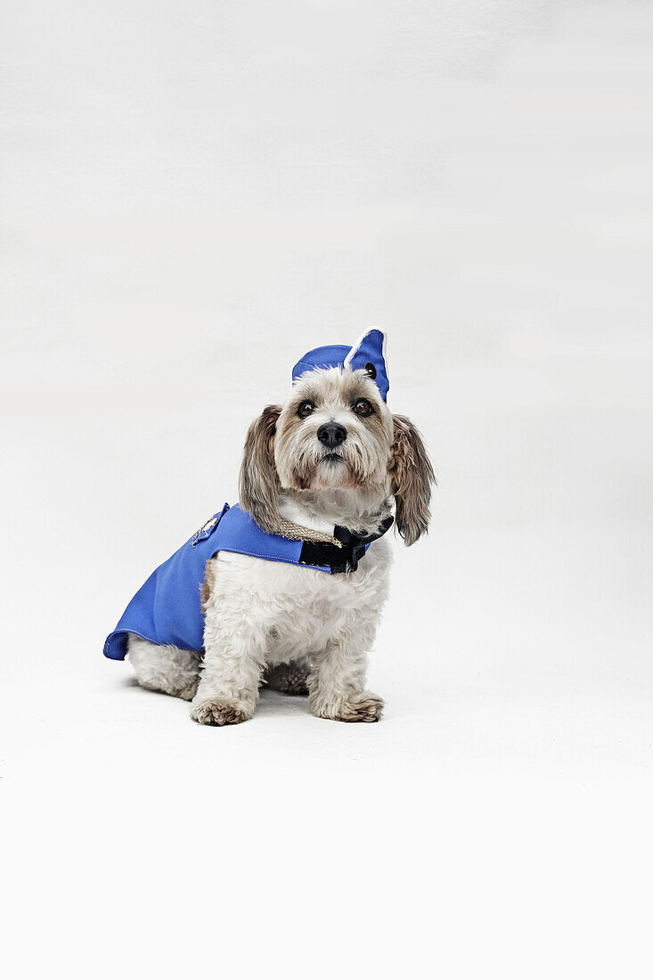 A Shorty Jack Russell Terrier wearing a retro air stewardess costume
