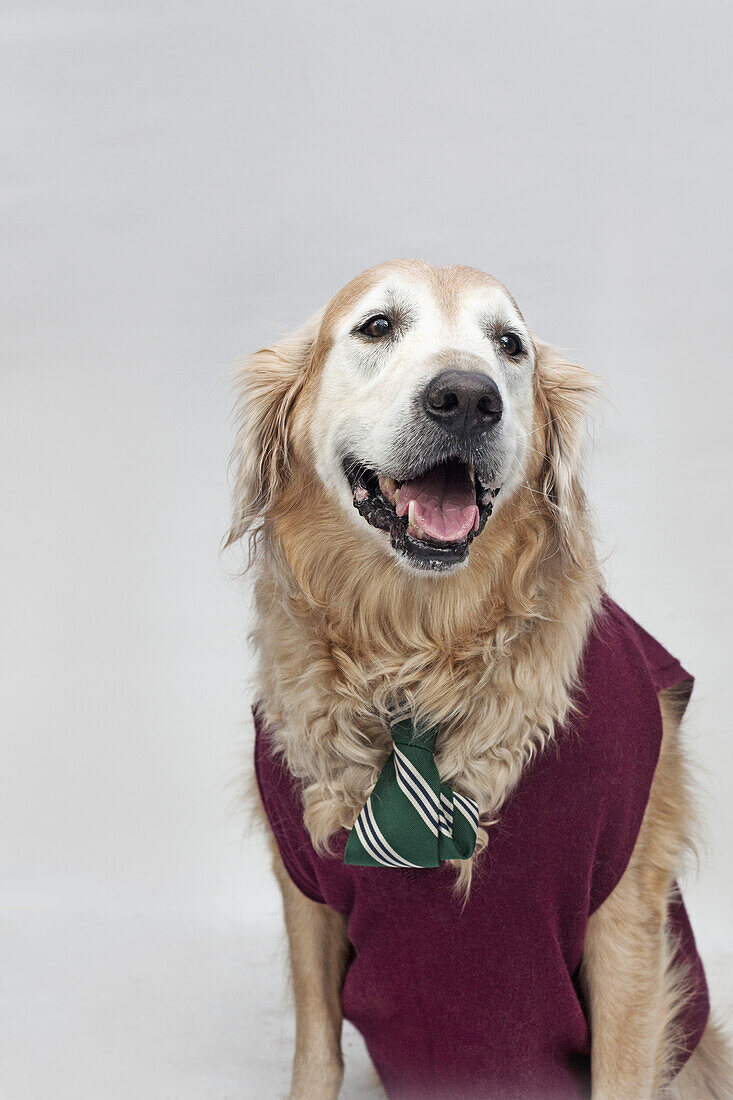 A golden retriever wearing a tie and sweater vest