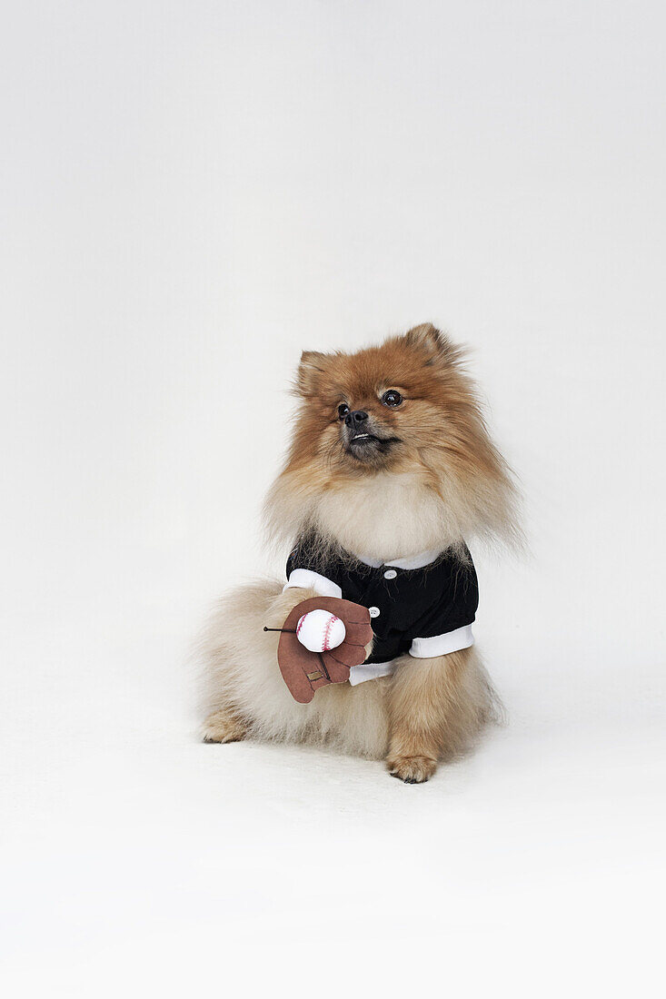 A Pomeranian dressed in a baseball costume with a baseball glove and ball